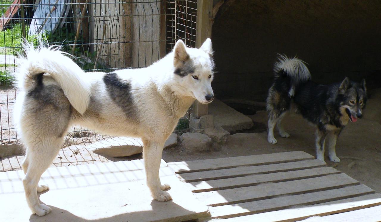 Karma et Nanouk