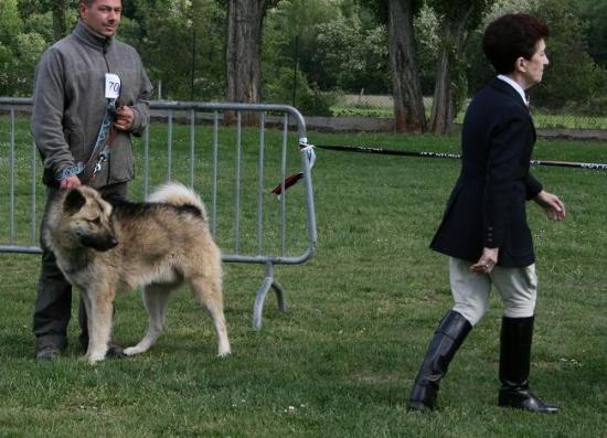 Eeckar lors de Régionales d'élevage le 15 mai 2011